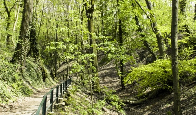 Bois de la Bâtie