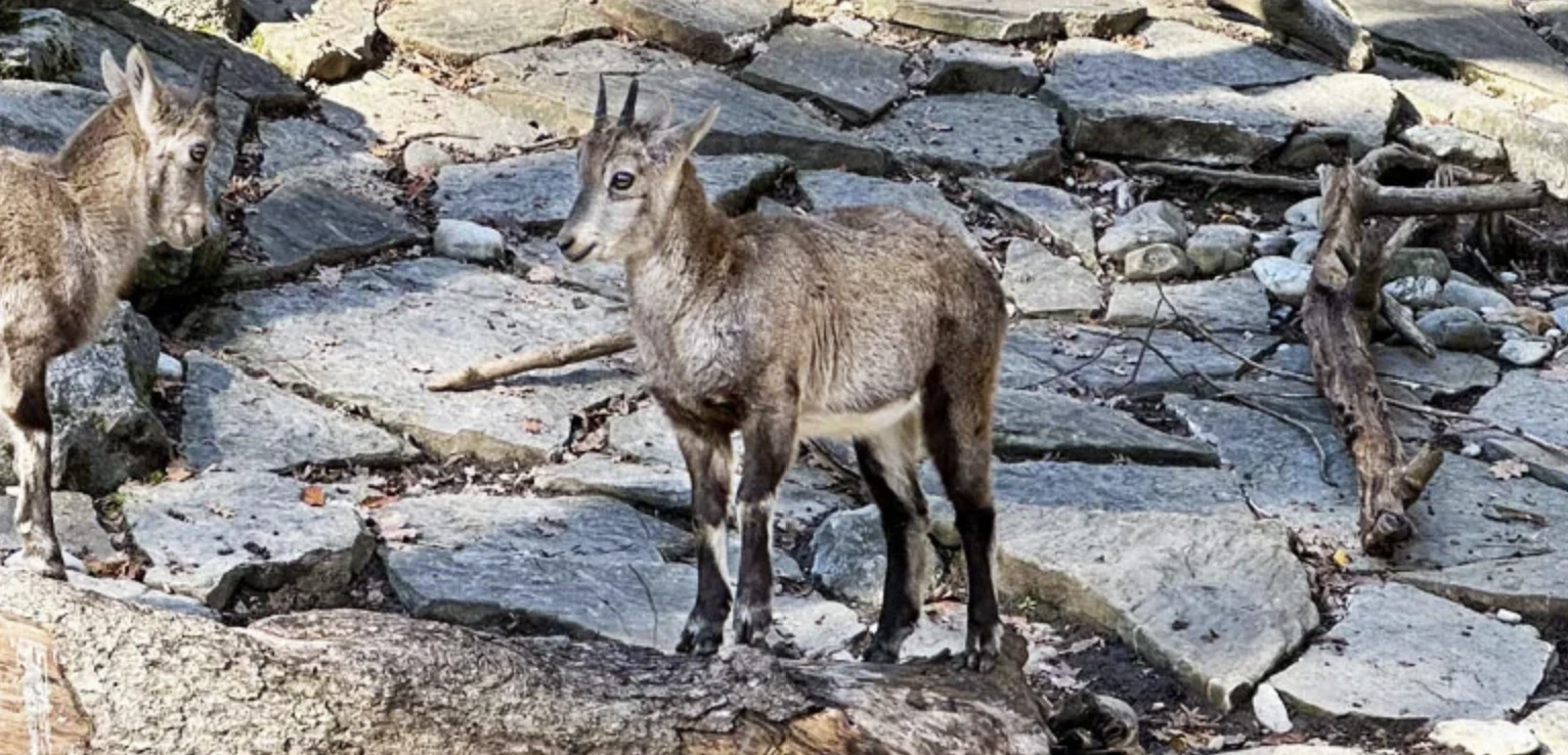 Jeunes bouquetins sur des rochers au parc aux animaux du Bois de la Bâtie, Genève